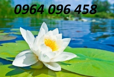 Tranh gạch hoa sen 3d - 0988C