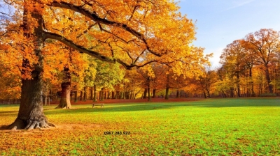 Tranh 3D- Tranh phong cảnh mùa thu