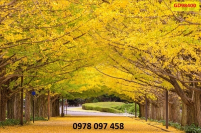 Gạch tranh hoa tiết phong cảnh mùa thu