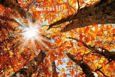 Gạch trang trí cảnh mùa thu