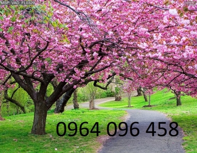Tranh gạch men 3d cây hoa đào - XVC6622