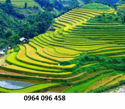 tranh 3d - tranh gạch 3d mệnh kim - AVV5