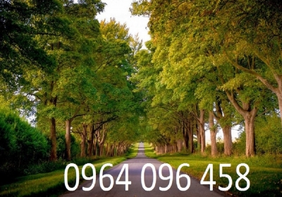 Tranh gạch rừng cây 3d ốp tường - MVC421