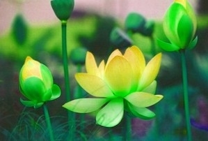 Tranh gạch 3d hoa sen vàng - 93XC