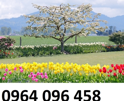 Tranh gạch 3d vườn hoa thiên nhiên - FSZ111