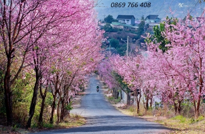 Tranh phong cảnh-Gạch tranh hoa đào