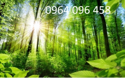 Tranh gạch rừng cây 3d - KNBC6