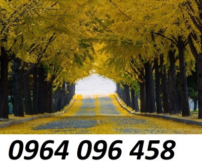 Tranh gạch 3d ốp tường phong cảnh rừng cây - XCV54