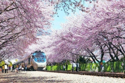 Tranh trang trí phòng khách- gạch tranh vườn hoa