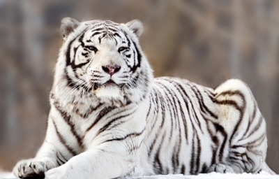 Tranh gạch 3d con hổ - SCBB955