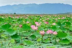 Tranh gạch 3d hoa sen - gạch tranh 3d hoa sen - KJH55