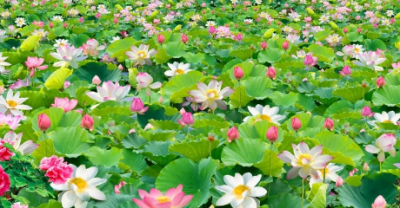 Tranh gạch 3d hoa sen - gạch tranh 3d hoa sen - SKL06