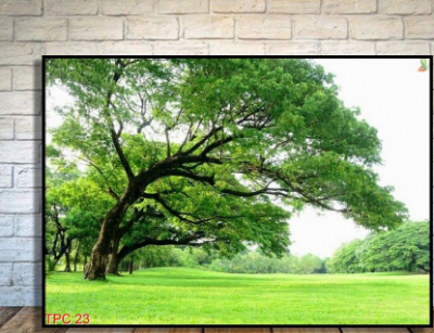 Tranh gạch 3d rừng cây - 653XCV