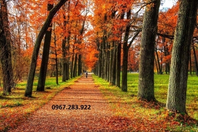 Gạch ốp tường 3D cảnh mùa thu