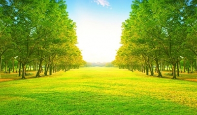 Tranh gạch 3d phong cảnh rừng cây - MNM90