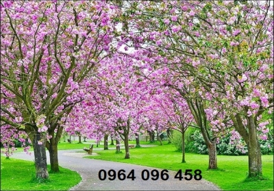 Gạch tranh cây đào 3d - MBV43