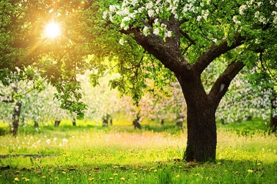 Tranh gạch 3d phong cảnh cây cổ thụ - CXV55