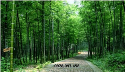 Gạch tranh vườn trúc ốp tường