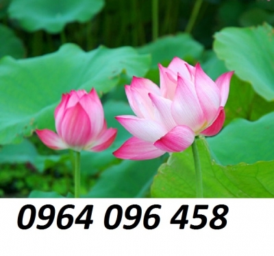 Tranh hoa sen 3d - tranh gạch 3d hoa sen - 83DP