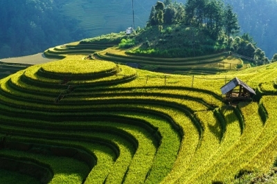 Tranh ruộng bậc thang - CBXZ2