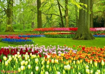 Tranh gạch vườn hoa 3d  - FCV43