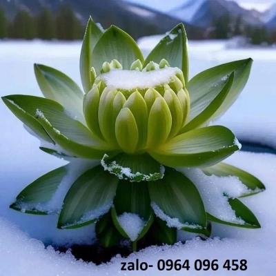 Tranh gạch 3d hoa sen - DXCC7