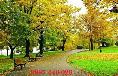 Gạch tranh hàng cây mùa thu lá vàng HP8792