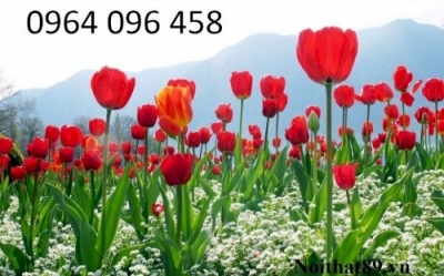 Mẫu tranh gạch 3d hoa cỏ - H009