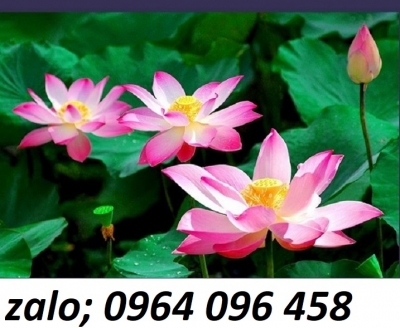 Tranh gạch 3d hoa sen - NBVV5