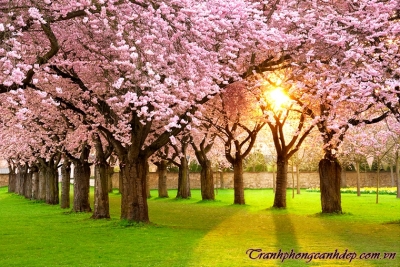 Tranh hoa đào 3d - tranh gạch 3d hoa đào - GFDX2