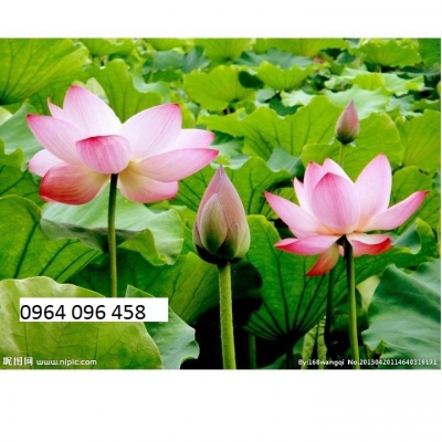 Tranh gạch men 3d hoa sen - CVMM077