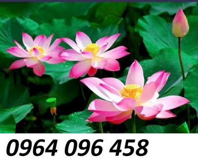 Tranh gạch 3d hoa sen - CNB555