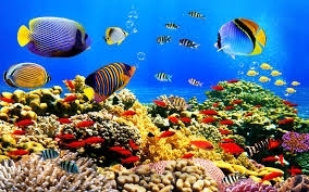 Tranh gạch 3d phòng tắm - SCNNB54