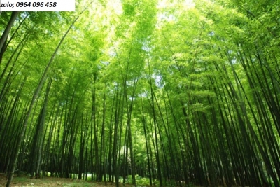 Tranh gạch 3d cây tre trúc - SXNN95