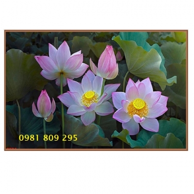 Gạch men 3d hoa sen đẹp HP365