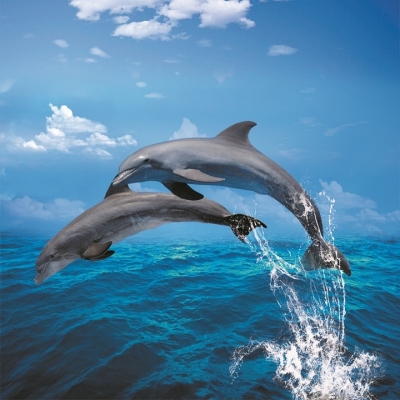 Tranh cá heo- gạch tranh 3D trang trí phòng