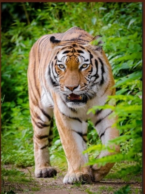 tranh con hổ - gạch tranh 3d hổ