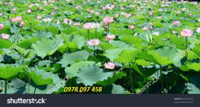 Tranh hoa sen - tranh gạch men