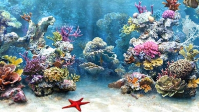 Tranh gạch 3d ốp bể bơi - SJN96