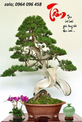 Tranh gạch 3d cây cảnh - FSCC3