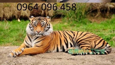 Tranh gạch 3d tranh hổ phong thủy - PT65