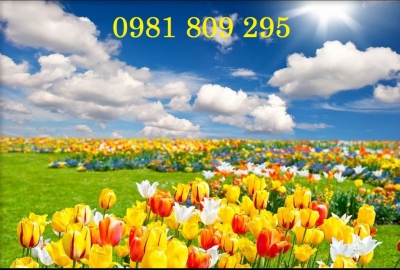 Tranh gạch ốp tường trang trí cho phòng khách