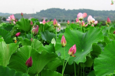 Tranh gạch 3d ốp tường hoa sen - 733CC