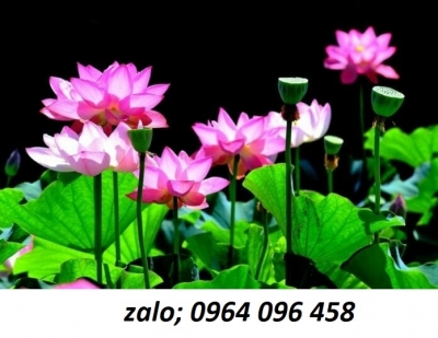 Gạch tranh 3d dán mộ - DAZ333