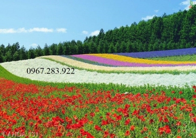 Gạch trang trí vườn hoa