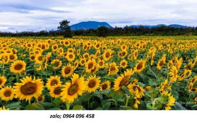 Tranh gạch 3d vườn hoa thiên nhiên - 9876CN