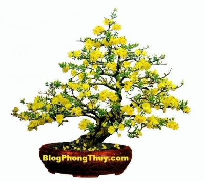 Gạch ốp tường 3D hoa mai