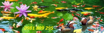 gạch tranh trang trí 3d cá chép