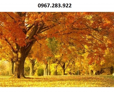 Gạch trang trí cảnh mùa thu