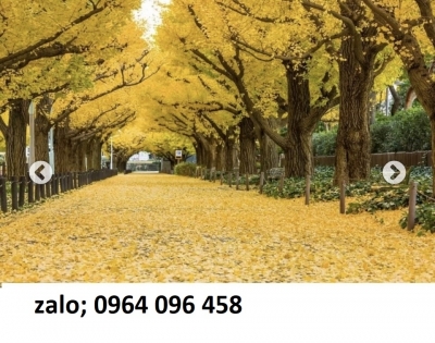 Tranh gạch 3d rừng cây - XCVV5